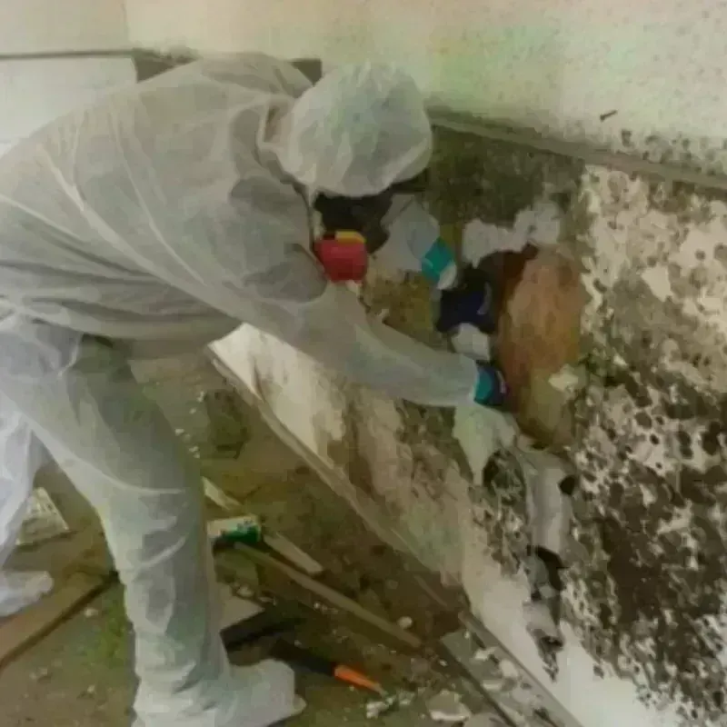 Mold Remediation and Removal in Fort Hood, TX